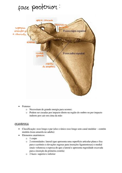 Solution Anatomia Do Membro Superior Studypool