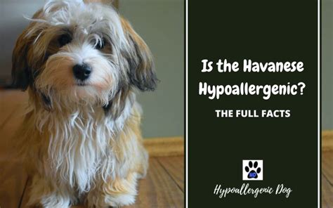 Are Havanese Hypoallergenic Dogs? | Hypoallergenic Dog