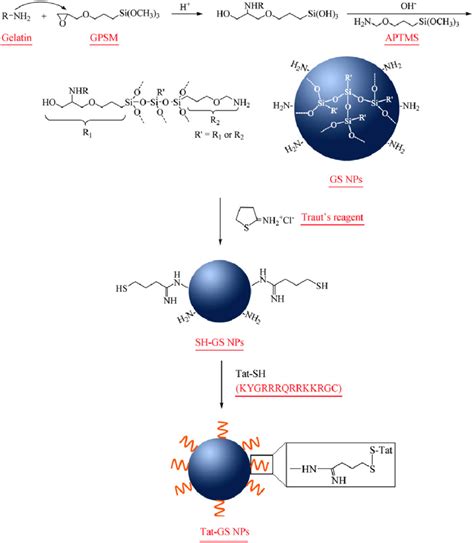 Scheme 1 Synthesis Of Tat Peptide Decorated Gelatin Siloxane Download Scientific Diagram