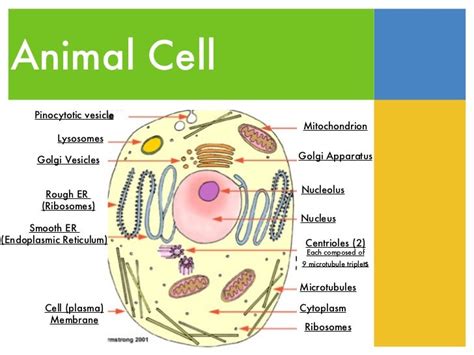 Is There A Vesicle In An Animal Cell - Thrall Tivent