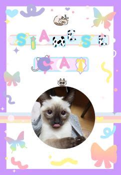 Siamese Cat E Book Flip PDF AnyFlip