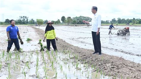 Tahun Jokowi Mimpi Swasembada Kandas Ri Masih Impor Beras