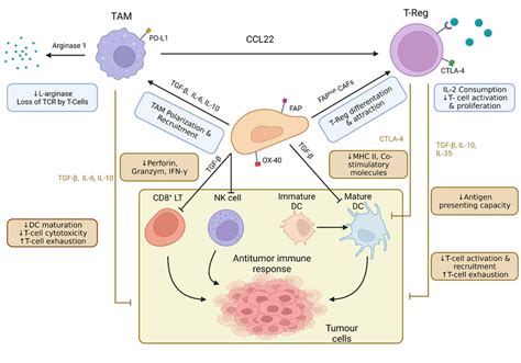 The Immunosuppressive Microenvironment Of Ovarian Cancer The Ovarian