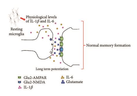 Synaptic Modulation By Cytokine Levels A According To Bettie And