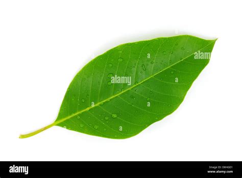 Gota De Agua En La Planta Fotografías E Imágenes De Alta Resolución Alamy