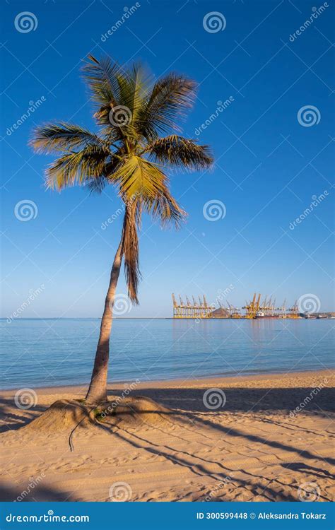 Coconut Palm Tree On A Sandy Beach In Fujairah United Arab Emirates