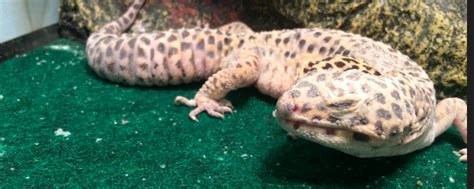 Our Leopard Gecko Has An Eye Infection We Couldnt Find Eye Drops