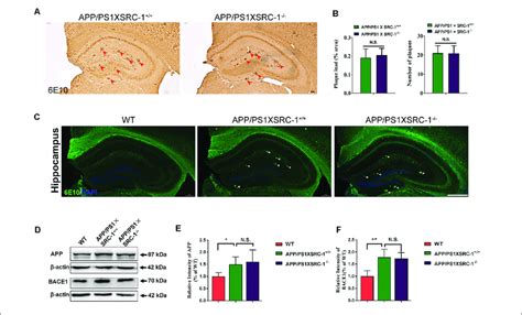 The Aβ Plaque In The Hippocampus Of App Ps1×src 1 − − Mice A C The