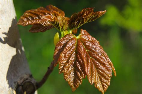 Feuilles Bourgeons Germer Photo Gratuite Sur Pixabay Pixabay