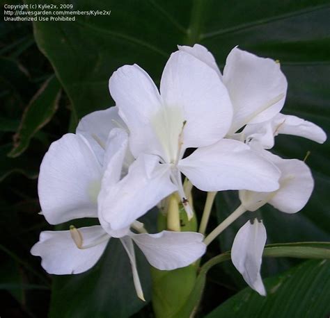 Plantfiles Pictures White Ginger Garland Lily Butterfly Ginger