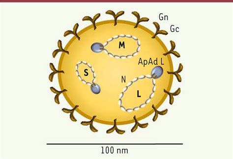 Le Virus De La Fièvre De La Vallée Du Rift Et Son étonnante Protéine