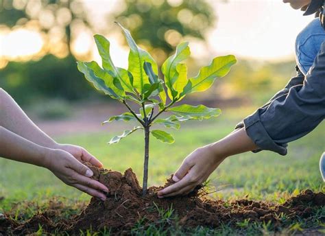 How To Plant A Tree The Right Way A Step By Step Guide Trees To