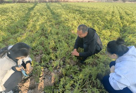 抓党建促基层治理能力提升深入一线忙服务 助农兴农在行动 项目 农业 技术