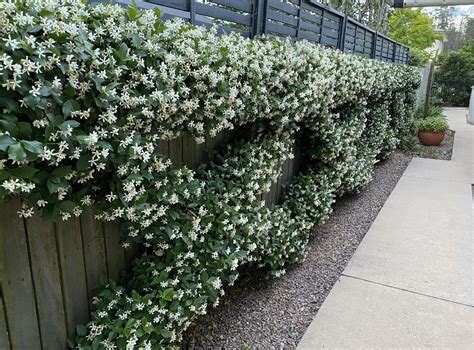 13 Fast Growing Climbing Plants For Fences