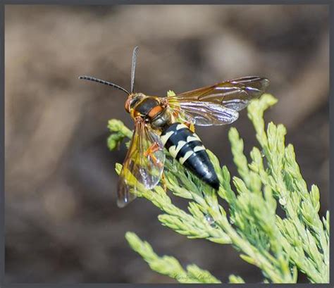 Eastern Cicada Killer Nps National Capital Region Bees And Wasps Hot Sex Picture