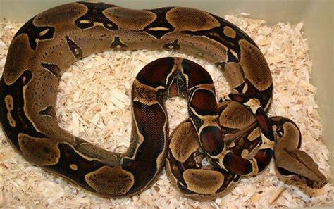 Pin By Sky Galardi On Boas And Western Hognose Red Tail Boa Boa