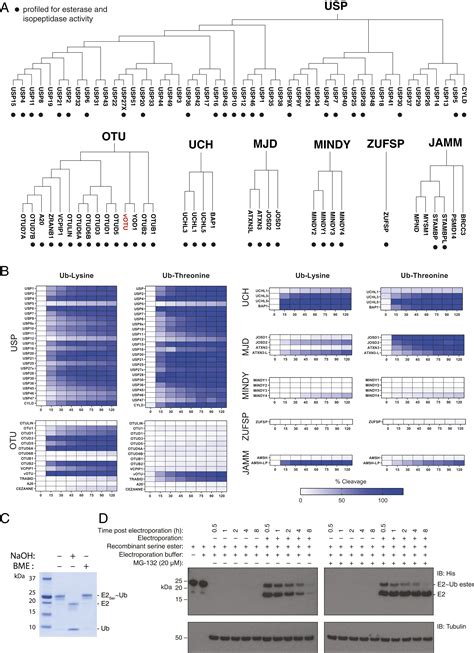 Deubiquitinating Enzyme Amino Acid Profiling Reveals A Class Of