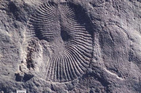 Geobiologists shine new light on Earth's first known mass extinction event 550 million years ago