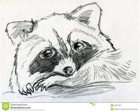 Mapache Sketches Illustration Sketches Raccoon Drawing