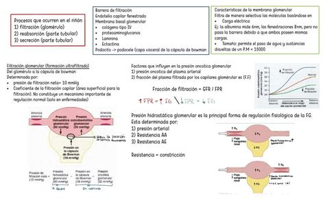 fisiologia renal Millaray Monserrat Jiménez Venegas uDocz