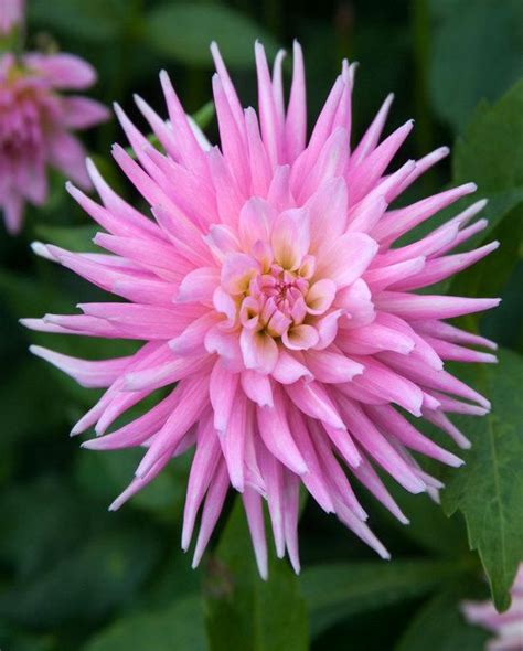 Dahlia Park Princess Peter Nyssen Flower Bulbs And Plants