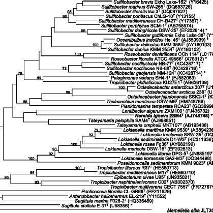 Phylogenetic Tree Highlighting The Position Of N Ignava Sm T Bold