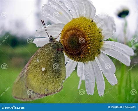 Borboleta Numa Flor Polinizador De Plantas Imagem De Stock Imagem De