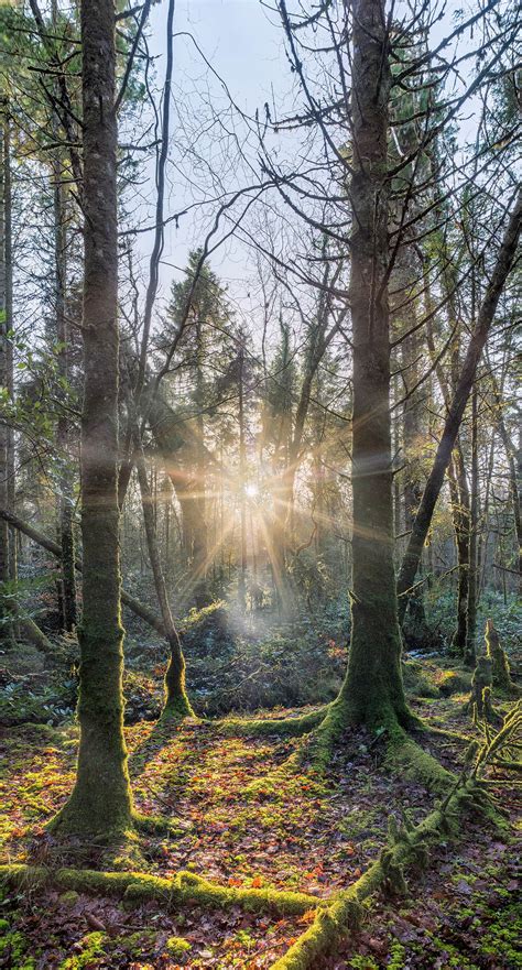 Lough Key Forest Park: Fantastic woodland in Roscommon.