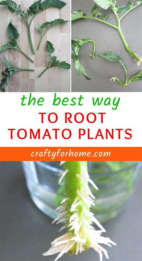 How To Root Tomato Plants From Cuttings Tomato Garden Tomato Plants