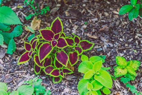 Planta Roxa Cor De Rosa E Verde Bonita Do Coleus Da Borda Foto De