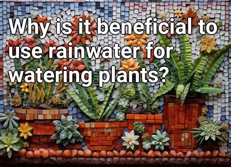 Why Is It Beneficial To Use Rainwater For Watering Plants Gardening