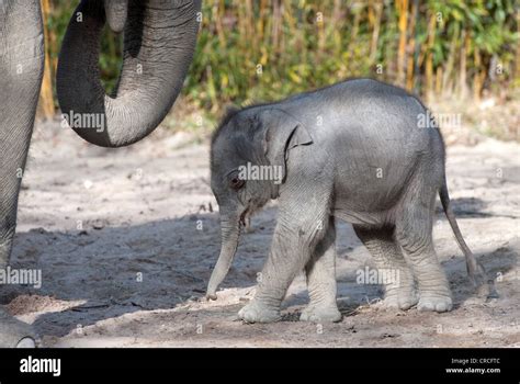 An Incredible Collection Of Baby Elephant Images In Full 4K Over 999