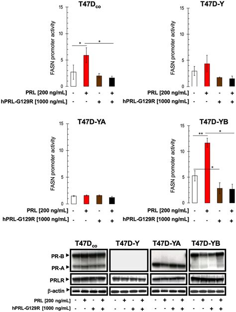 Progesterone Receptor Isoform Dependent Cross Talk Between Prolactin