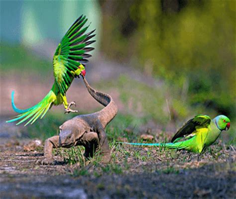 Bharatpur Bird Sanctuary Rajasthan - Entrance Fees, Travel Information