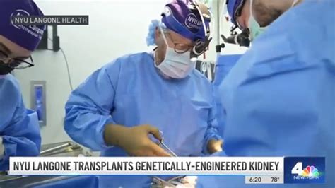 NYU Langone S Genetically Engineered Pig Kidney Transplant Works For A