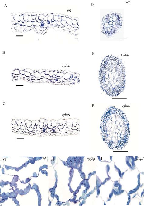 Light microscopy images of leaf cell types (A–C), the root vascular ...