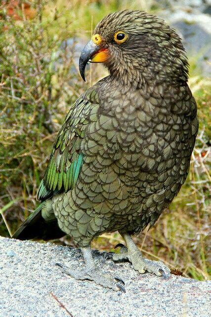 Kea Parrot Pet Birds Rare Birds Exotic Birds