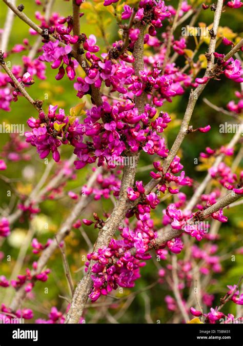 Depp Pink Spring Flowers Of The Chinese Redbud Cercis Chinensis Don