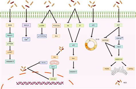 Frontiers Advances In The Role Of Resveratrol And Its Mechanism Of