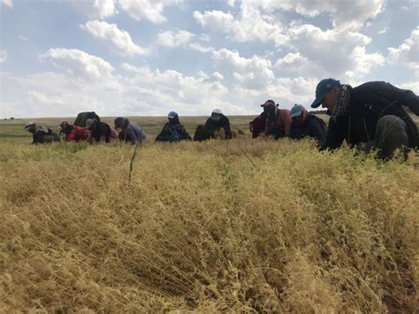 Şanlıurfa da kırmızı mercimek üretiminde yüksek rekolte beklentisi