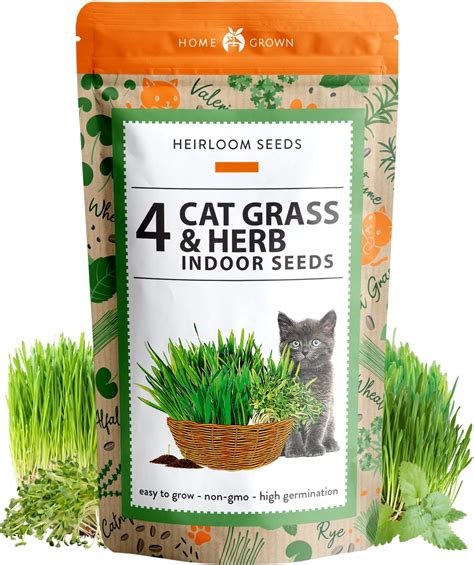 Amazon Cat Grass Seeds By Perfect Plants Lb Bag Guaranteed