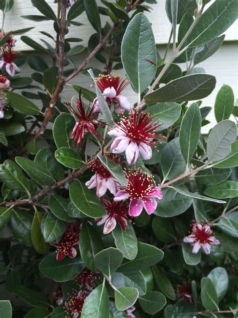 Feijoa Sellowiana Tree