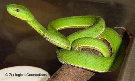 Trimeresurus - Alchetron, The Free Social Encyclopedia