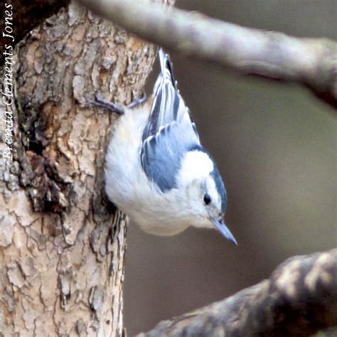 Female White Breasted Nuthatch Tendrils