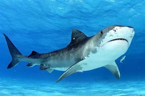 requin tigre