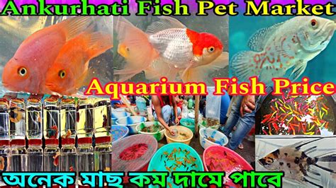 Ankurhati Fish Pet Market Ankurhati Pet Market Aquarium Fish Price