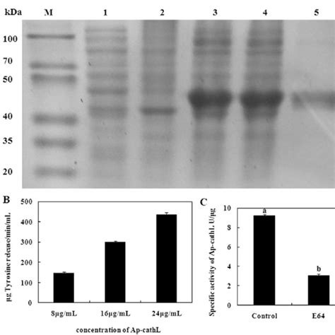 Protein Expression Purification And Activity Assays A Sds Page Of