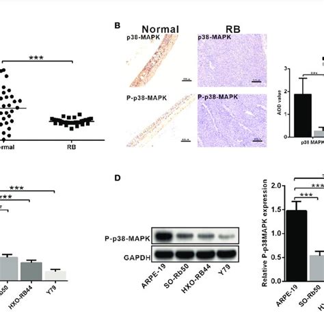 The Expression Of P38 Mapk And P P38 Mapk Is Depleted In Rb Tissues Download Scientific