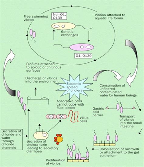 Life Cycle Of Vibrio Cholerae