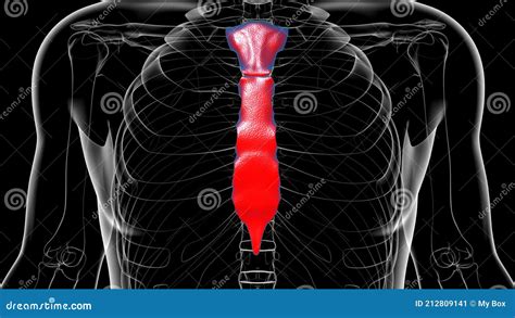 Human Skeleton Sternum Bone Anatomy For Medical Concept Stock